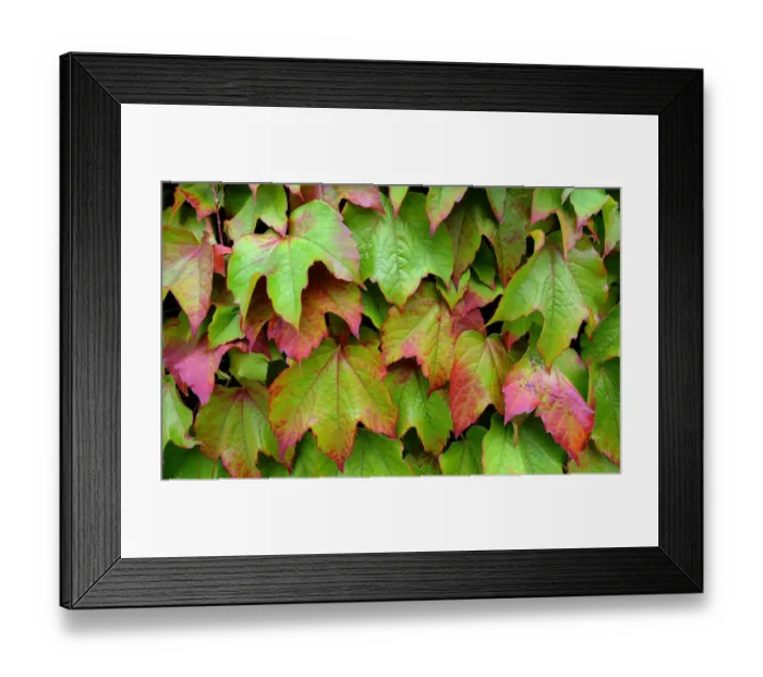 Framed Print : Centre Court Ivy Framed Print : Centre Court Ivy
