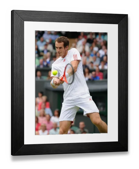 Framed Print : Andy Murray Framed Print : Andy Murray