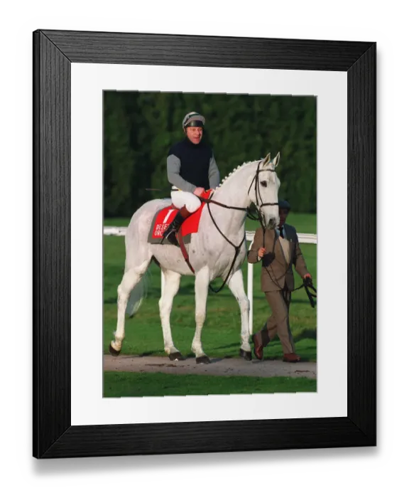 Framed Print : Desert Orchid Framed Print : Desert Orchid