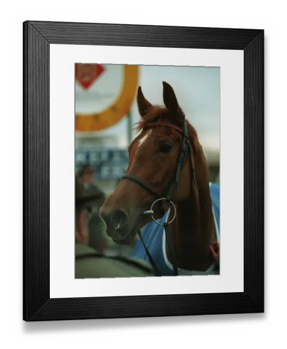 Framed Print : Mysilv. Racehorse 02 March 1994 Date: 02 March 1994 Framed Print : Mysilv. Racehorse 02 March 1994 Date: 02 March 1994