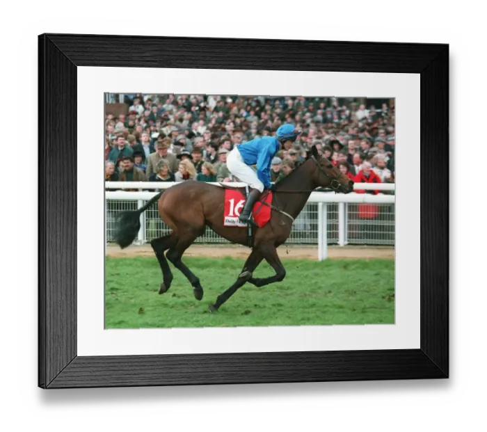 Framed Print : Marlino Racehorse 14 March 1995 Date: 14 March 1995