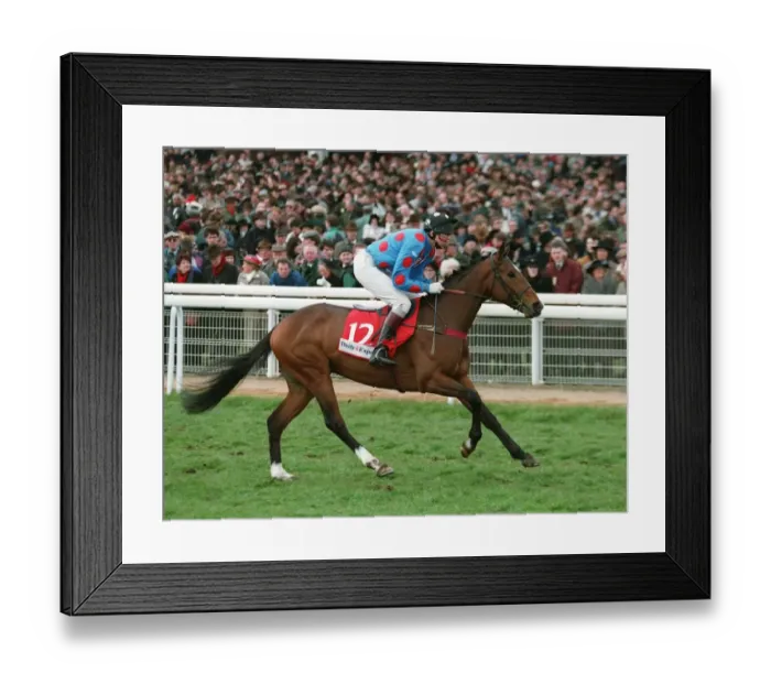 Framed Print : Greenback Racehorse 14 March 1995 Date: 14 March 1995 Framed Print : Greenback Racehorse 14 March 1995 Date: 14 March 1995