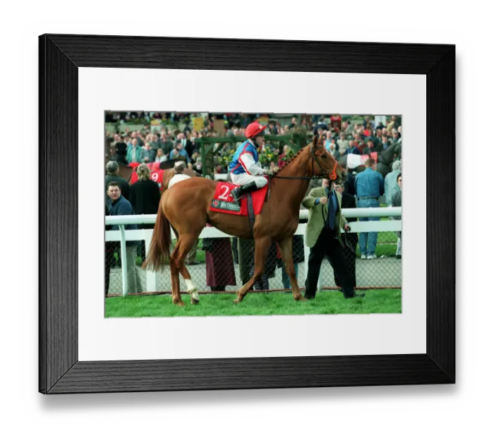 Framed Print : Super Monarch Framed Print : Super Monarch