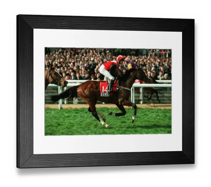 Framed Print : New Bird Ridden By R.Johnson 29 March 1999 Date: 29 March 1999 Framed Print : New Bird Ridden By R.Johnson 29 March 1999 Date: 29 March 1999
