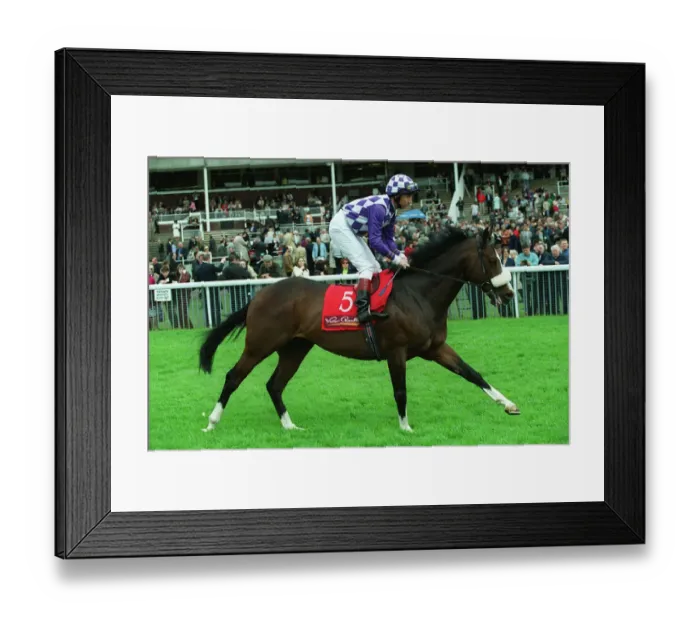 Framed Print : Eastern Purple