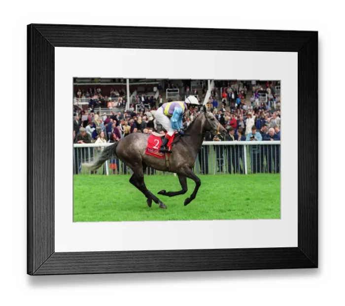 Framed Print : Yorkies Boy
