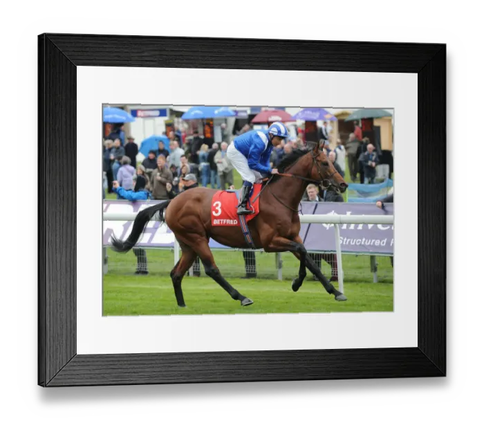 Framed Print : Ektihaam Ridden By Tadhg O Shea Dante Festival Framed Print : Ektihaam Ridden By Tadhg O Shea Dante Festival