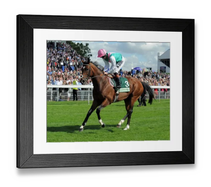 Framed Print : Frankel With Jockey Tom Queally Framed Print : Frankel With Jockey Tom Queally