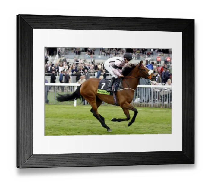 Framed Print : Tanzanite Ridden By Eddie Ahern The May Festival York The Knavesmire Framed Print : Tanzanite Ridden By Eddie Ahern The May Festival York The Knavesmire