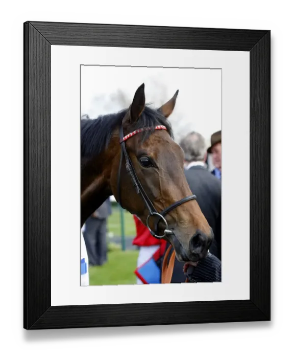 Framed Print : Scarlet Runner Framed Print : Scarlet Runner