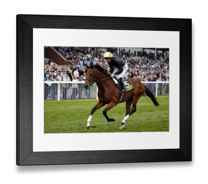 Framed Print : Proponent Ridden By Steve Drowne The May Festival York The Knavesmire Framed Print : Proponent Ridden By Steve Drowne The May Festival York The Knavesmire