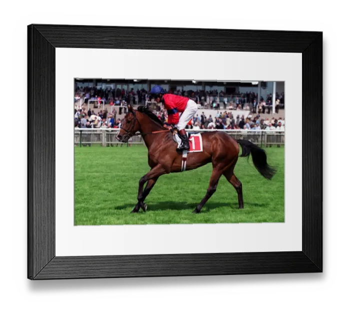 Framed Print : Gargalhada Framed Print : Gargalhada