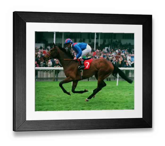 Framed Print : Sayyedati Racehorse 20 April 1993 Date: 20 April 1993