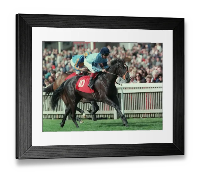 Framed Print : Reunion Wins Nell Gwyn Stks 97 Framed Print : Reunion Wins Nell Gwyn Stks 97
