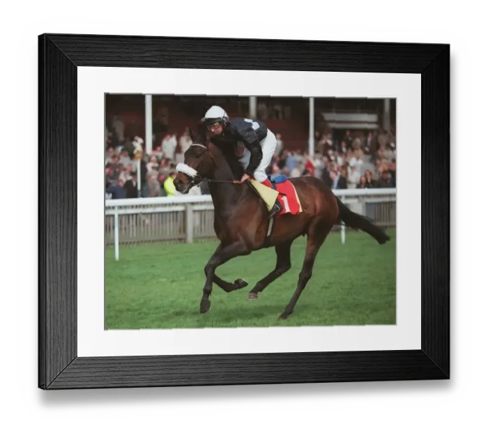 Framed Print : Bahamian Knight Framed Print : Bahamian Knight