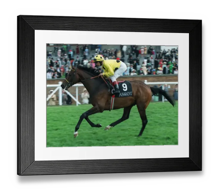 Framed Print : Qasida Ridden By B.Doyle 09 July 1996 Date: 09 July 1996 Framed Print : Qasida Ridden By B.Doyle 09 July 1996 Date: 09 July 1996