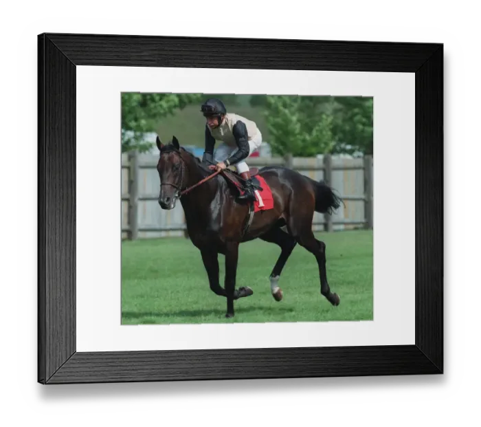 Framed Print : Anabaa Ridden By Freddy Head 18 September 1996 Date: 18 September 1996