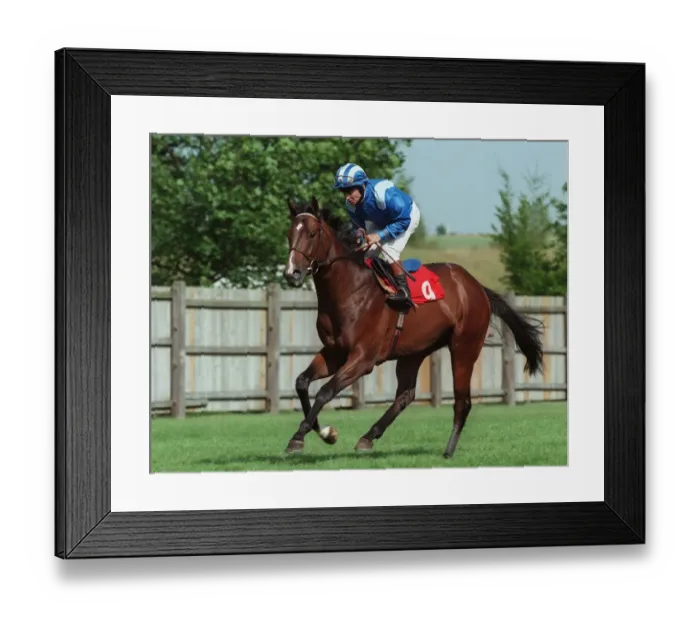 Framed Print : Shaddad Ridden By W.Carson 18 September 1996 Date: 18 September 1996 Framed Print : Shaddad Ridden By W.Carson 18 September 1996 Date: 18 September 1996