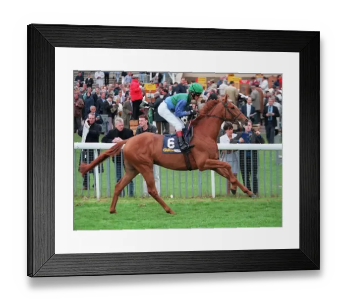 Framed Print : Iamus Racehorse 17 May 1996 Date: 17 May 1996 Framed Print : Iamus Racehorse 17 May 1996 Date: 17 May 1996