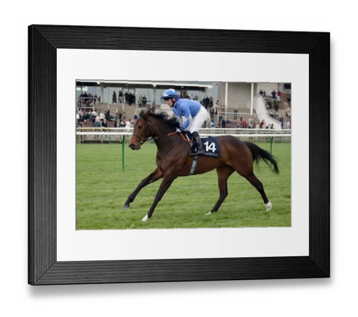 Framed Print : Umniya Ridden By S.Hitchcott Neewmarket Craven Meeting 2005 Newmarket