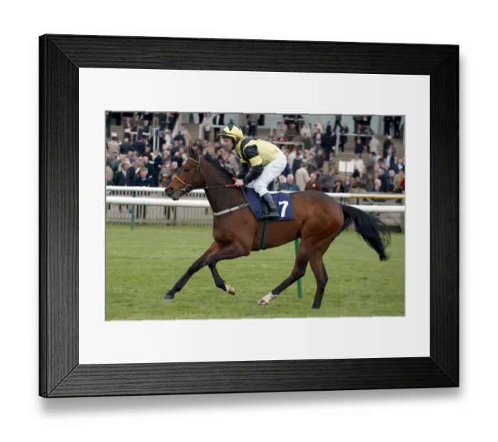 Framed Print : Improvise Ridden By S.Sanders Newmarket Craven Meeting 2005 Newmarket Racecourse Framed Print : Improvise Ridden By S.Sanders Newmarket Craven Meeting 2005 Newmarket Racecourse