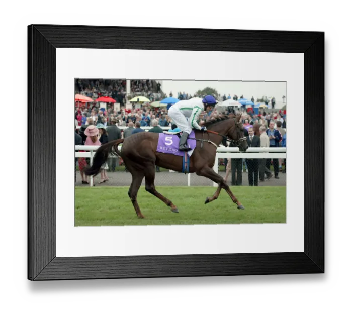 Framed Print : Kinnaird Ridden By K.Darley St Leger Festival Doncaster Racecourse Framed Print : Kinnaird Ridden By K.Darley St Leger Festival Doncaster Racecourse