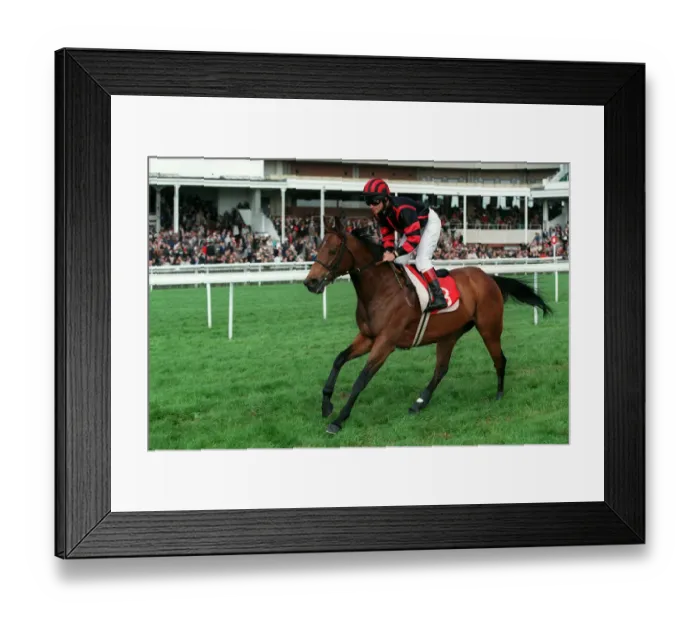 Framed Print : Hever Golf Rose Framed Print : Hever Golf Rose
