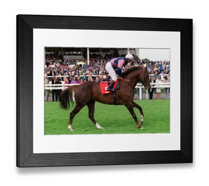 Framed Print : Rambling Bear Framed Print : Rambling Bear