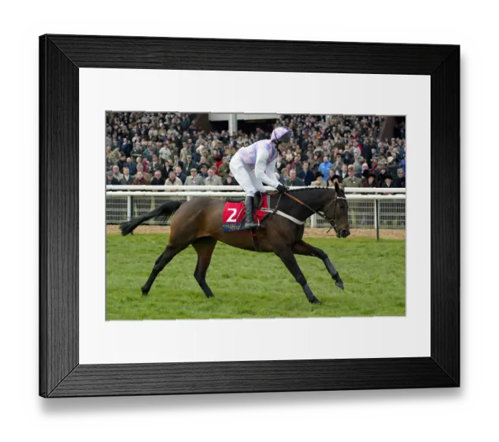 Framed Print : Iris Royal Framed Print : Iris Royal