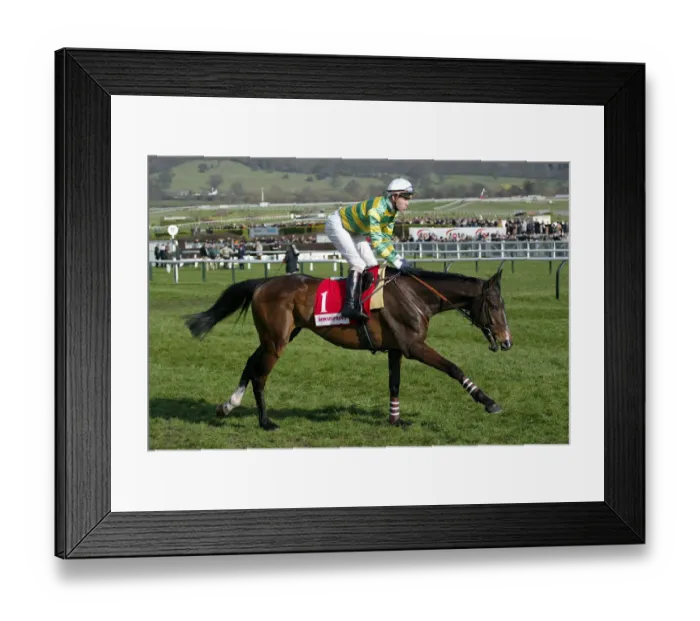 Framed Print : Baracouda Ridden By T.Doumen Cheltenham Festival 2003 Cheltenham Racecourse Framed Print : Baracouda Ridden By T.Doumen Cheltenham Festival 2003 Cheltenham Racecourse