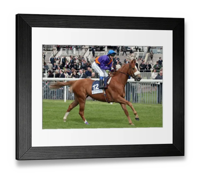 Framed Print : Steenberg Ridden By P.Robinson York Racecourse May Meeting 20 York Racecourse Framed Print : Steenberg Ridden By P.Robinson York Racecourse May Meeting 20 York Racecourse