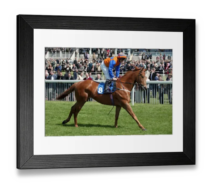 Framed Print : Lucayan Monarch Framed Print : Lucayan Monarch