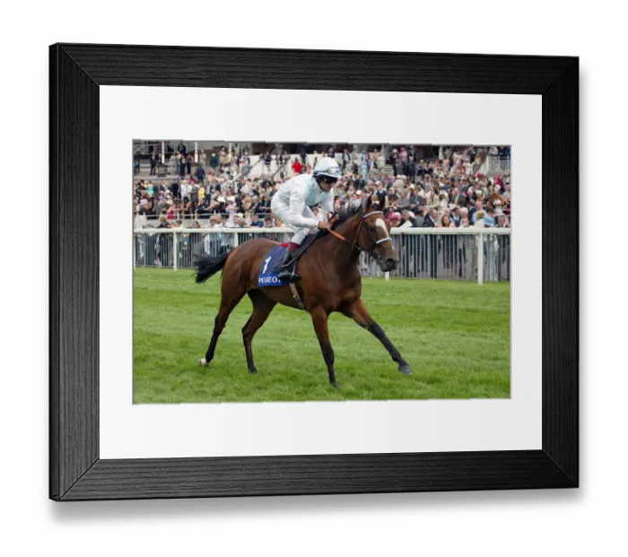 Framed Print : Badminton Ridden By D.Holland York Races York Racecorse, York, England 21 August 2003 Date Framed Print : Badminton Ridden By D.Holland York Races York Racecorse, York, England 21 August 2003 Date