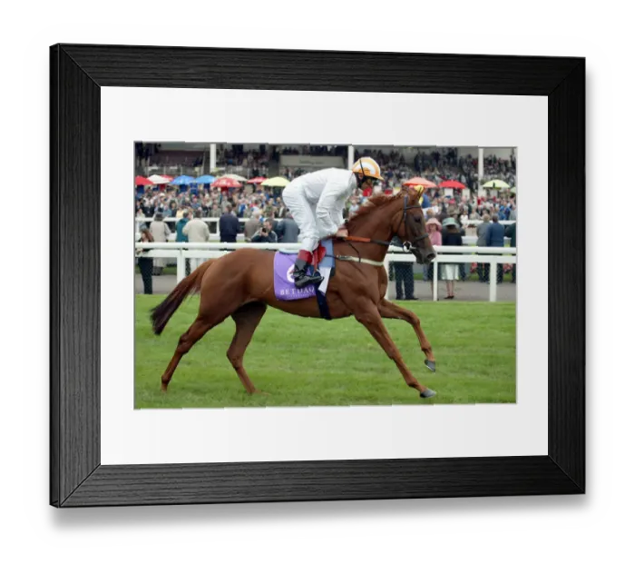 Framed Print : Leopard Hunt Framed Print : Leopard Hunt
