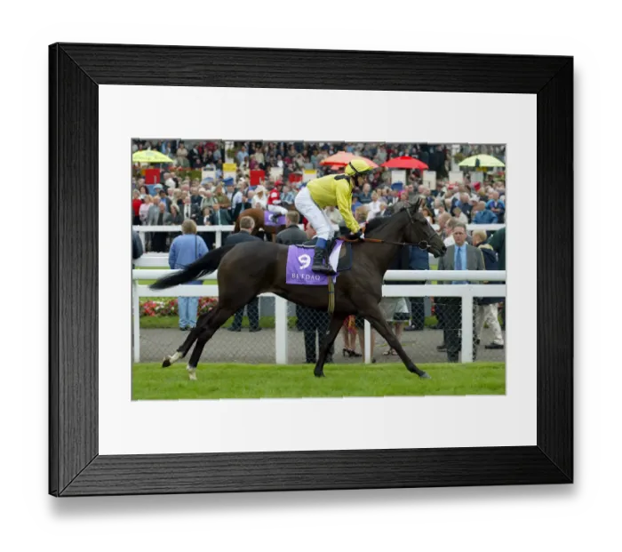 Framed Print : Qasirah Ridden By P.Robinson St Leger Festival Doncaster Racecourse Framed Print : Qasirah Ridden By P.Robinson St Leger Festival Doncaster Racecourse
