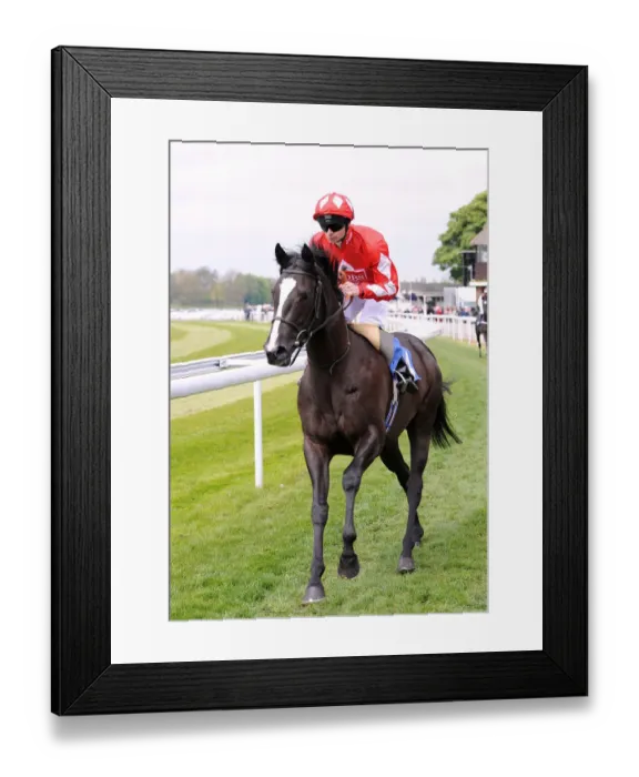 Framed Print : Fifth Ave Ridden By Fergus Sweeney Dante Festival Framed Print : Fifth Ave Ridden By Fergus Sweeney Dante Festival
