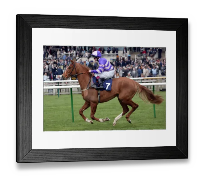 Framed Print : Comintrue Ridden By J.Quinn Newmarket Craven Meeting Newmarket Racecourse Framed Print : Comintrue Ridden By J.Quinn Newmarket Craven Meeting Newmarket Racecourse
