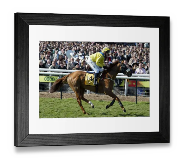 Framed Print : Loyal Focus