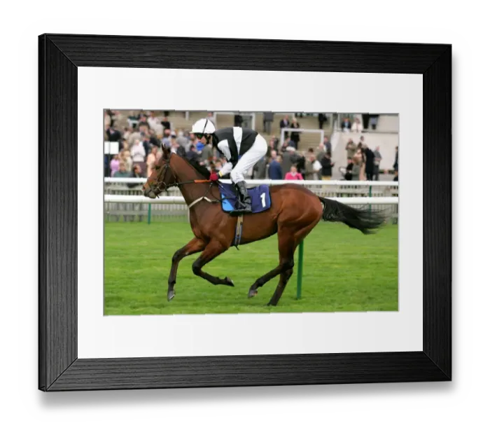Framed Print : Il Palio Ridden By J. Millman Craven Meeting, Newmarket Rowley Mile Course Framed Print : Il Palio Ridden By J. Millman Craven Meeting, Newmarket Rowley Mile Course