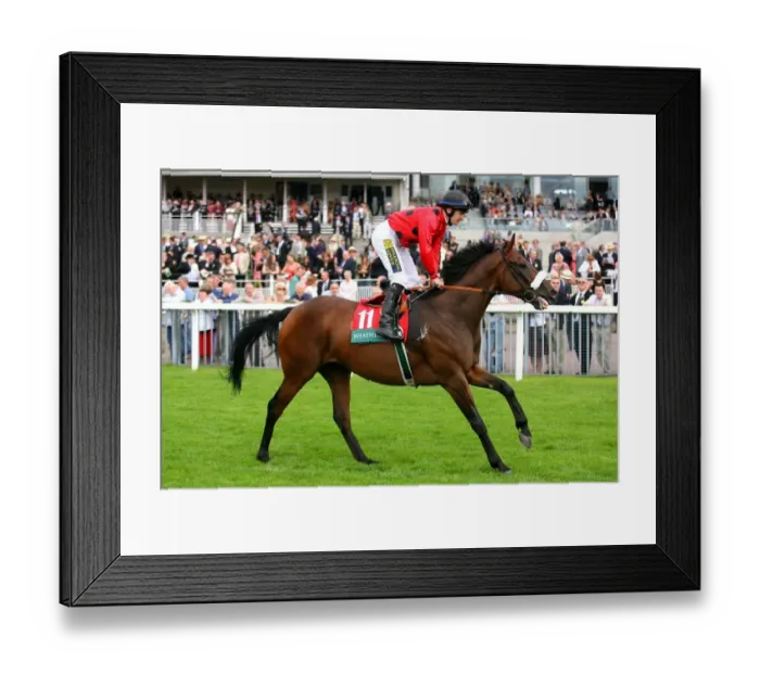 Framed Print : The Whistling Teal Framed Print : The Whistling Teal