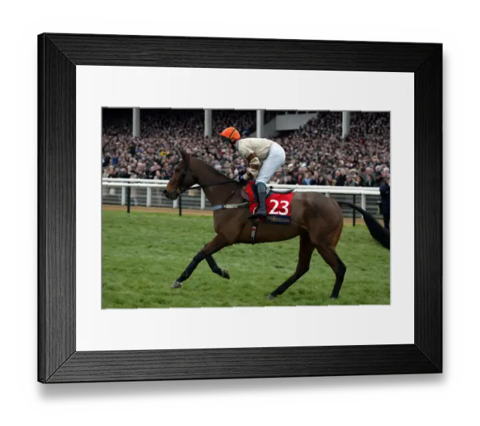 Framed Print : The Bajan Bandit Framed Print : The Bajan Bandit