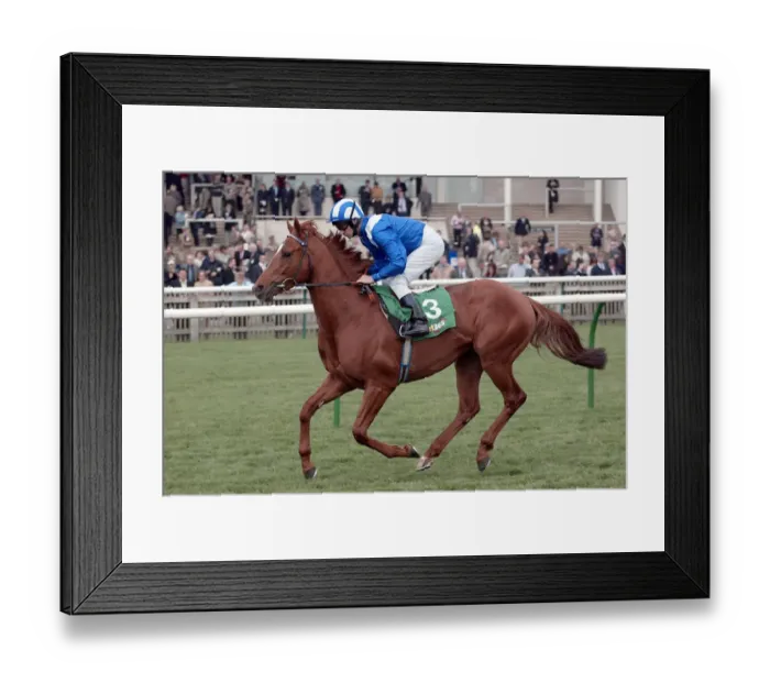 Framed Print : Haafhd Ridden By R.Hills Newmarket Craven Meeting 2004 Newmarket Framed Print : Haafhd Ridden By R.Hills Newmarket Craven Meeting 2004 Newmarket