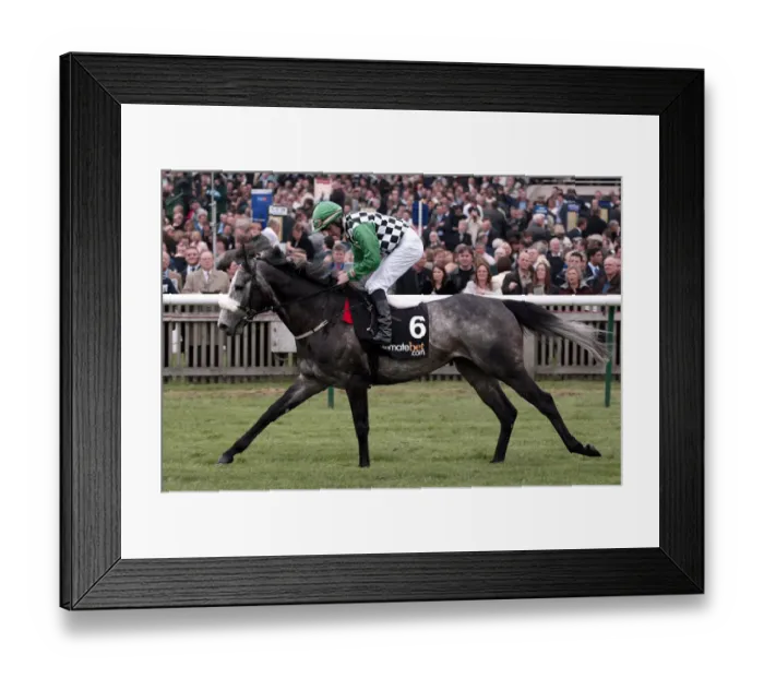 Framed Print : Grey Swallow Framed Print : Grey Swallow