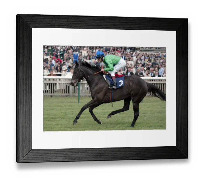 Framed Print : Seel Of Approval Framed Print : Seel Of Approval