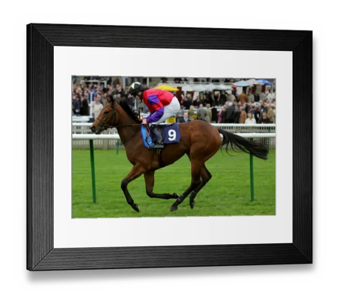Framed Print : Isobel Rose Framed Print : Isobel Rose