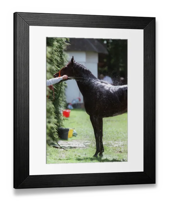 Framed Print : Washing Down After Race Framed Print : Washing Down After Race