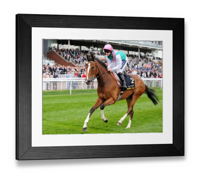 Framed Print : Arizona Jewel Ridden By Tom Queally