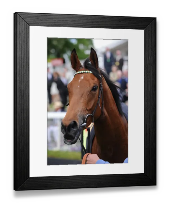 Framed Print : Midday Racehorse Dante Festival, York Racecourse York Racecourse Framed Print : Midday Racehorse Dante Festival, York Racecourse York Racecourse