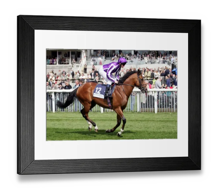 Framed Print : Honoured Guest