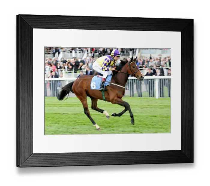 Framed Print : Fazbee Ridden By Darryll Holland York May Festival 2008 York Racecourse Framed Print : Fazbee Ridden By Darryll Holland York May Festival 2008 York Racecourse